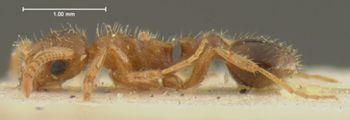 Media type: image; Entomology 28761   Aspect: habitus lateral view